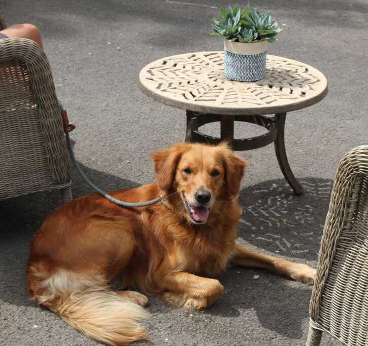 Dog-relaxing-at-hotel
